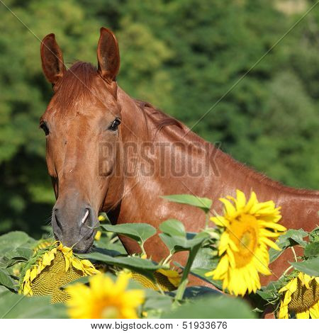 Beautiful Horse In Sunflowers