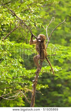 Baboon climbing