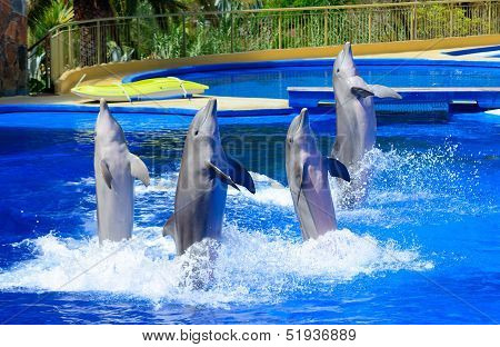 Dolphin Show