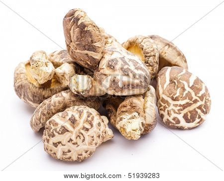 Shiitake isolated on white