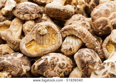 Heap of the dried mushrooms