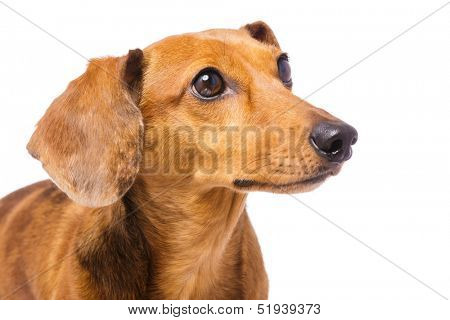 Dachshund Dog looking at a side