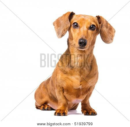 Dachshund Dog