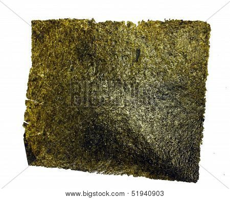 sea weed isolated