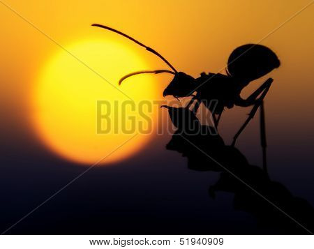 ants silhouette