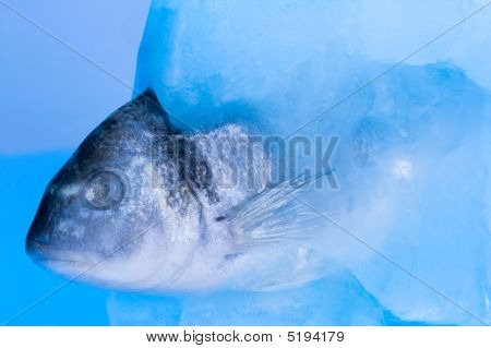 Pesce