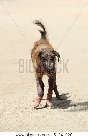 Dog Scabies