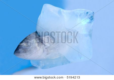 Pesce
