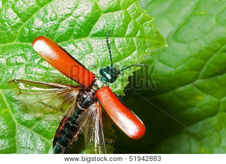Red Beetle