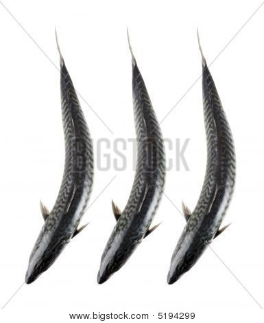 Fisk