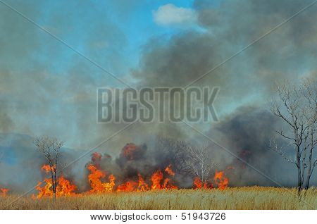 Brushfire