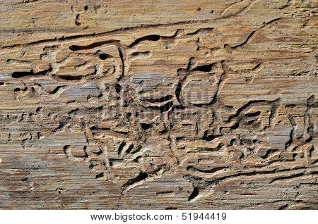 Texture Of Old Tree