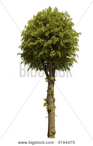 Sitruunapuu eristetty valkoisella taustalla