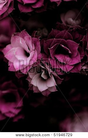 Kalanchoe Flower Blossoms