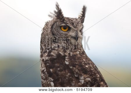 Owl