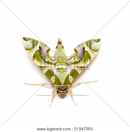 moth night butterfly