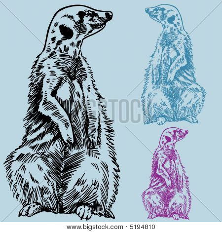 Meercat 図面