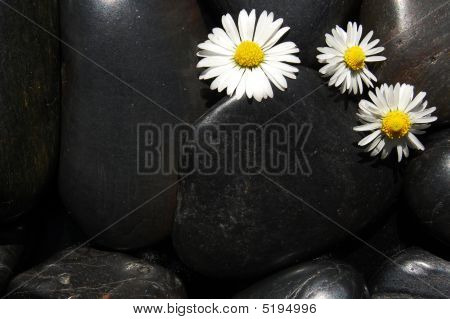 Daisy Flowers op zwarte stenen