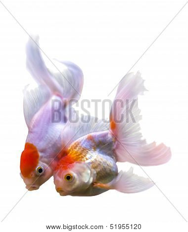 Beautiful Two Golden Fish