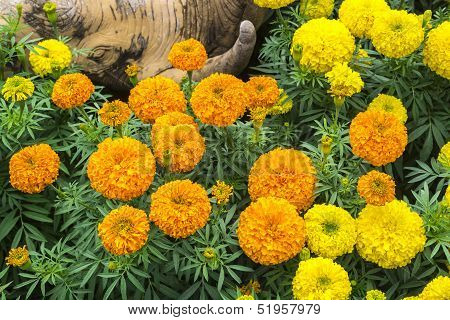 Orange And Yellow Marigold Flowers