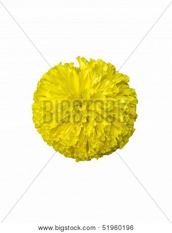 Yellow Marigold Flower On White