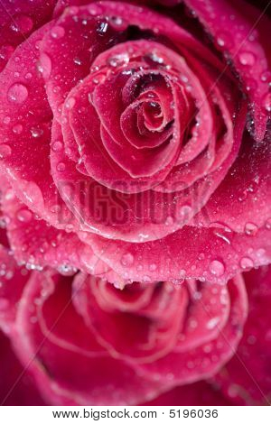 美しいバラの花と水の滴のクローズ アップ