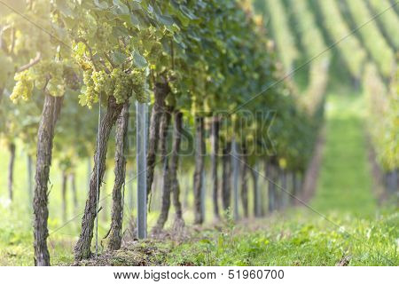 White Grapes In The Vineyard