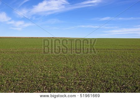 Young Wheat Crop