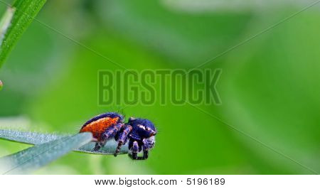 Araña en verde