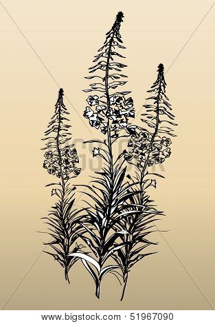 Herb