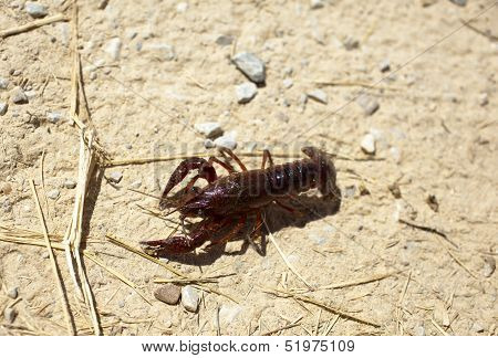 Crayfish