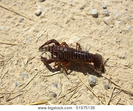 Crayfish