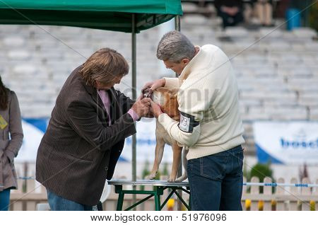 Wroclaw, Poland - September 29: Participants And Jury  In Dog Show 29, 2013 In Wroclaw, Poland