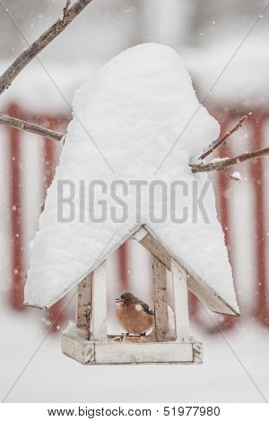 small bird on feedbox close up