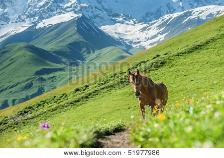 brown horse in high mountains