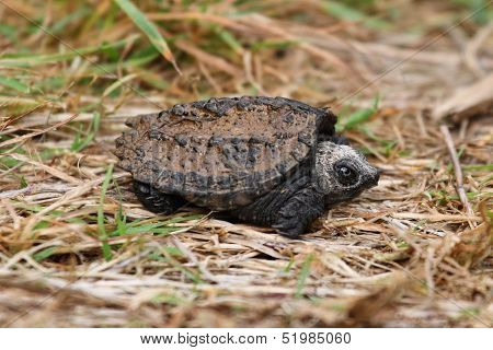 Baby Common Snapping Turtle
