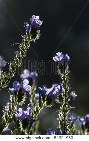 Backlit Purple Flowers And Leaves,