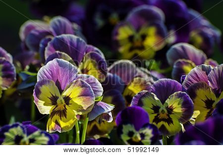 Purple And Yellow Petal Flower