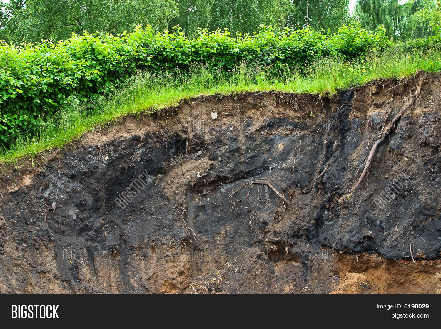 завод корень. дерновина. корни озимой ржи. дерновины. почвоведение разрез красный.