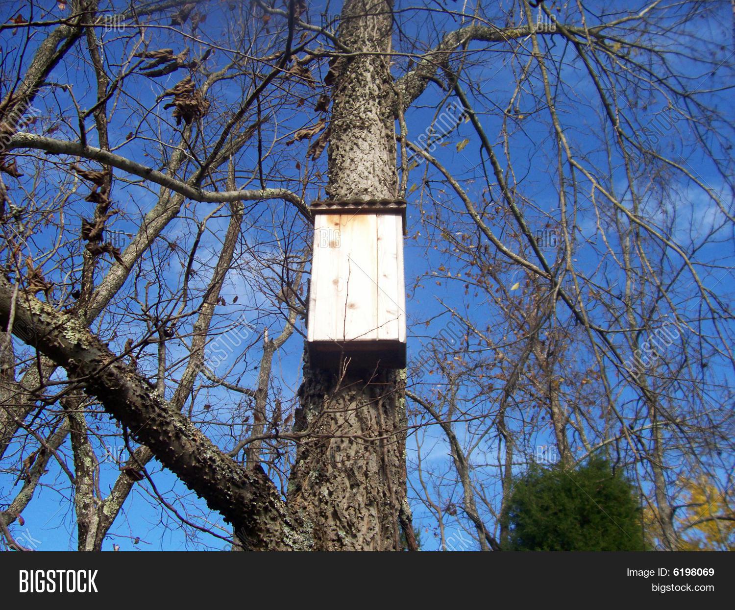 Bat House On Tree Image & Photo (Free Trial) Bigstock