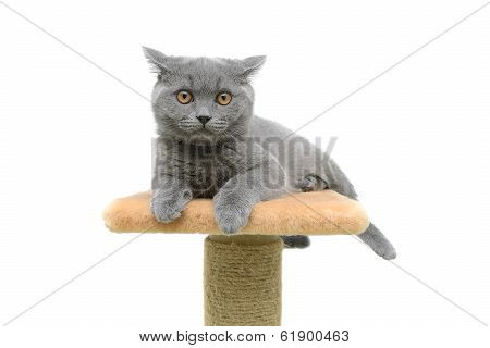 Kitten On A White Background Closeup