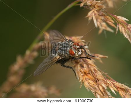 Fly On A Ripe Ear