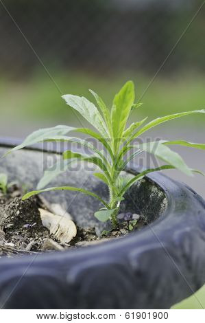 Weed
