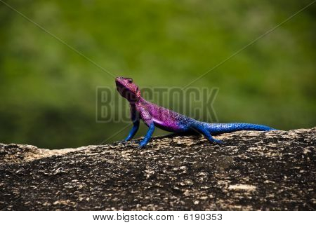 Proud Agama Lizard
