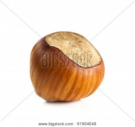 hazelnut white background