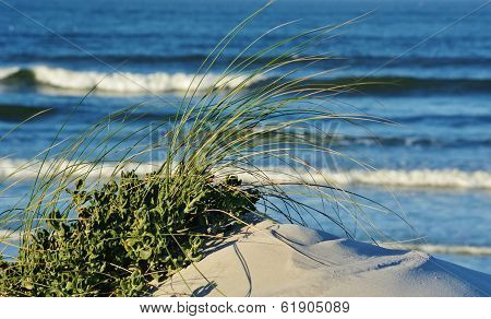Dune Grass