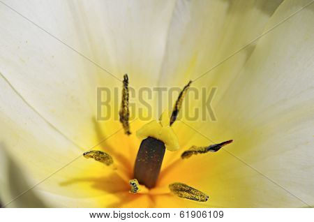 tulip macro abstract