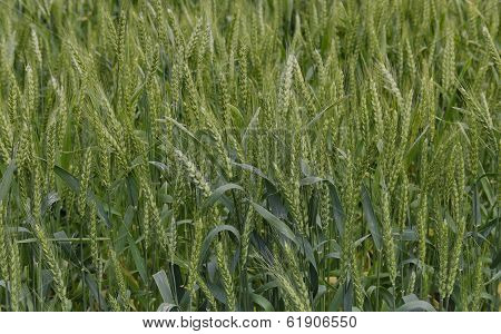 Summer-time view with wheat field close up
