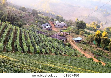 Local village farmer