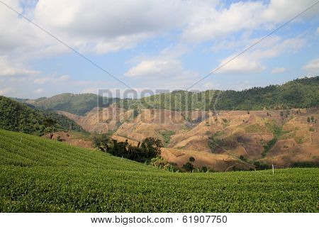 Tea Plantations